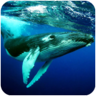 座头鲸模拟器3D游戏